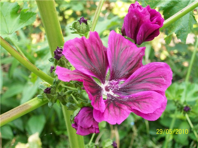 Crni sljez -  lat. Malva silvestris L. 